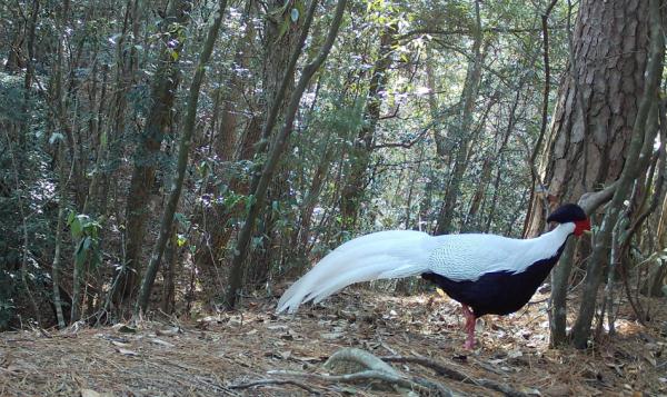 拍到了!近20年来首次 拍到了!近20年来首次