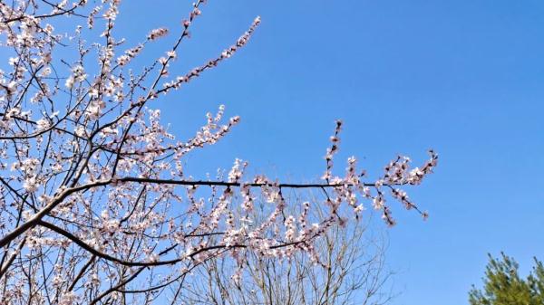 向30℃进发！周末石家庄大降温+降雨+大风来袭