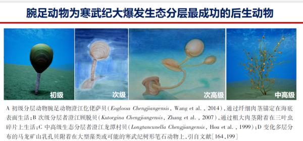历经“五次生物大绝灭”繁衍至今 古生物“海豆芽”研究解密 历经“五次生物大绝灭”繁衍至今 古生物“海豆芽”研究解密
