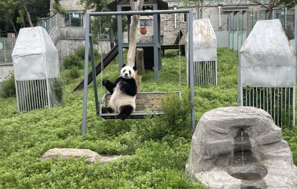 山东熊猫花名册来啦！欢迎来看！