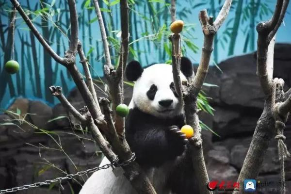 山东熊猫花名册来啦！欢迎来看！