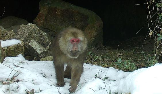 拍到了!近20年来首次 拍到了!近20年来首次