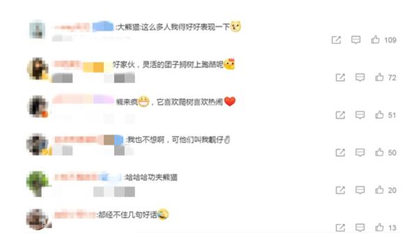 广州大熊猫火了！真是一方水土养一方大熊猫啊