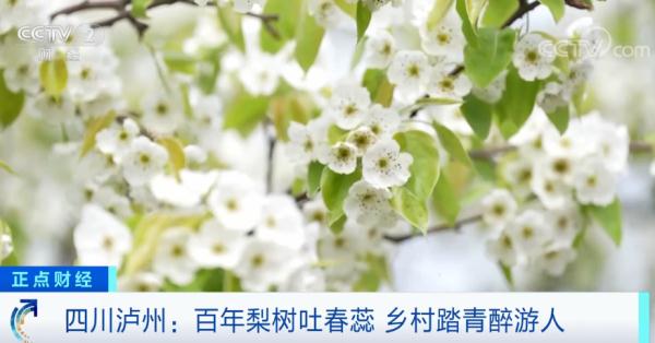 四川泸州上百株百年梨树吐新蕊 乡村踏青醉游人 四川泸州上百株百年梨树吐新蕊 乡村踏青醉游人