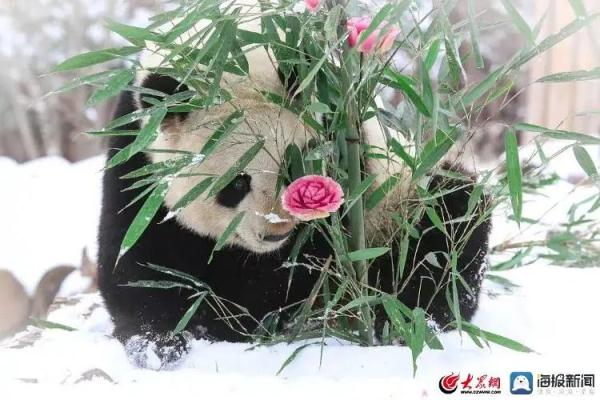 山东熊猫花名册来啦！欢迎来看！