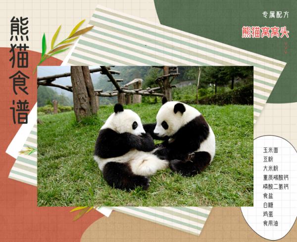 山东熊猫花名册来啦！欢迎来看！