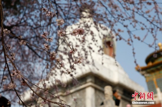北京北海公园山桃花绽放引游客 北京北海公园山桃花绽放引游客