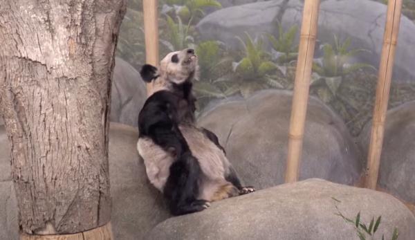 每年10万,终身100万,“国货之光”蜂花要认养丫丫 每年10万,终身100万,“国货之光”蜂花要认养丫丫