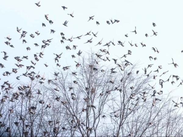 美爆了！千只小太平鸟齐聚东宁