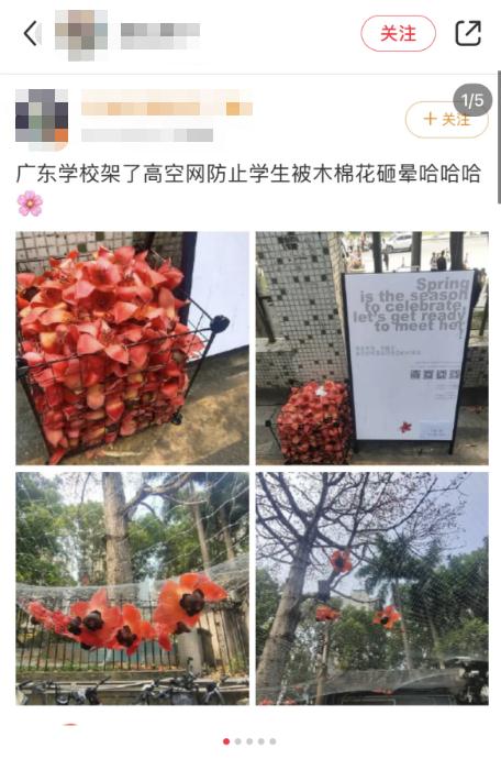 假如砸中牛顿的不是苹果，而是广东的木棉花……