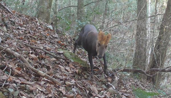 拍到了!近20年来首次 拍到了!近20年来首次