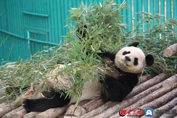 山东熊猫花名册来啦！欢迎来看！