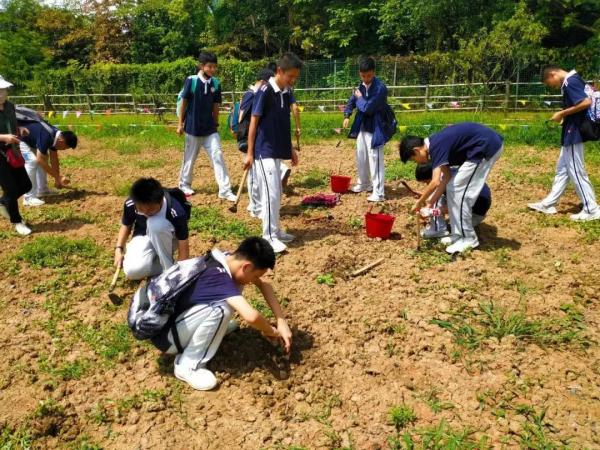 楼顶种水稻？珠海这所学校创意火了