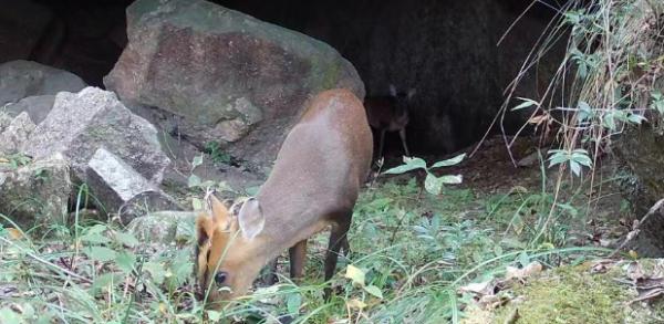 拍到了!近20年来首次 拍到了!近20年来首次