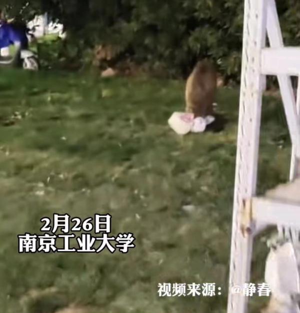 抓到了!在大学里狂飙,还偷吃外卖 抓到了!在大学里狂飙,还偷吃外卖
