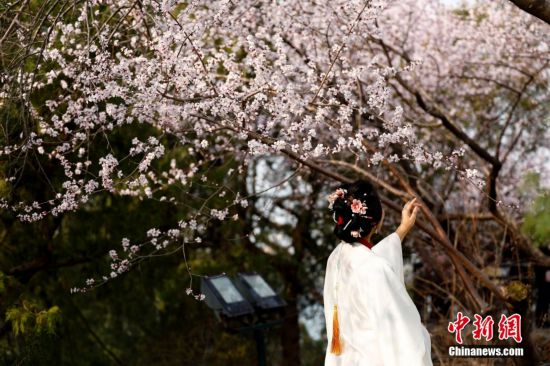 北京北海公园山桃花绽放引游客 北京北海公园山桃花绽放引游客