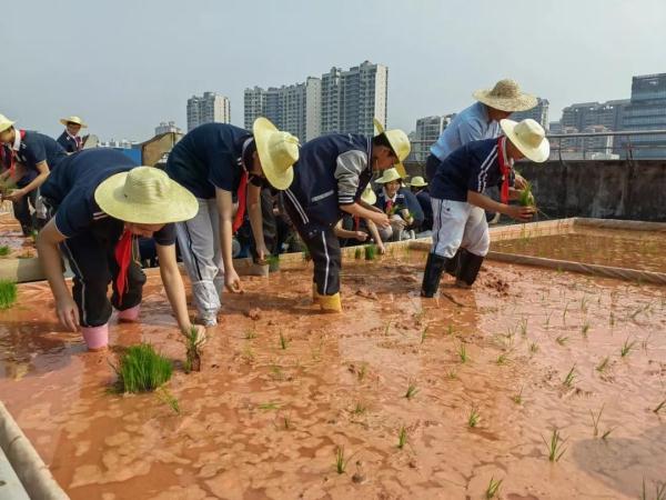 楼顶种水稻？珠海这所学校创意火了