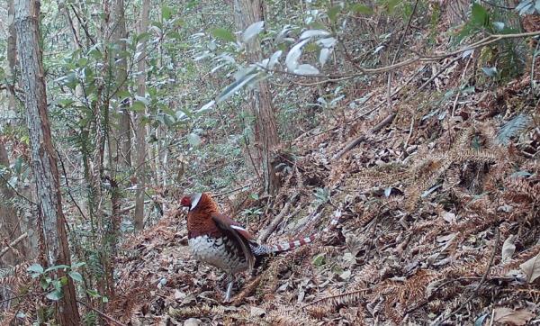 拍到了!近20年来首次 拍到了!近20年来首次