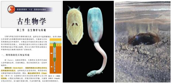 历经“五次生物大绝灭”繁衍至今 古生物“海豆芽”研究解密 历经“五次生物大绝灭”繁衍至今 古生物“海豆芽”研究解密