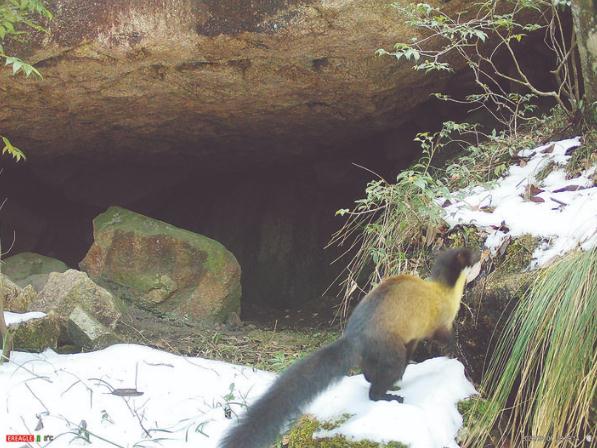 拍到了!近20年来首次 拍到了!近20年来首次