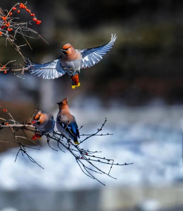 美爆了！千只小太平鸟齐聚东宁