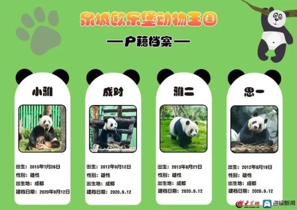 山东熊猫花名册来啦！欢迎来看！