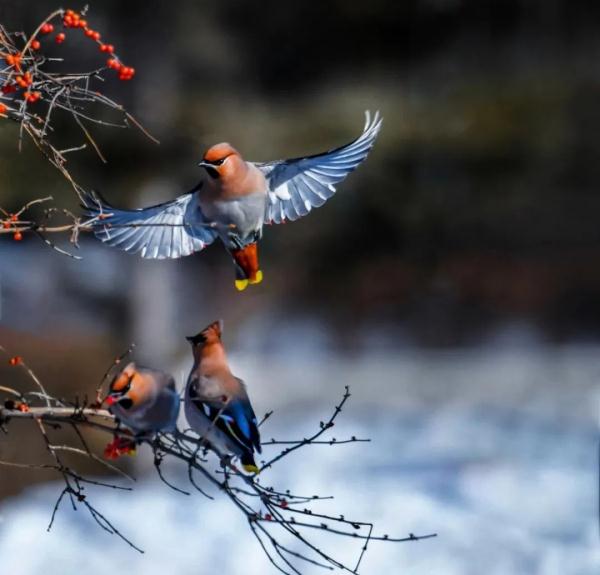 美爆了！千只小太平鸟齐聚东宁