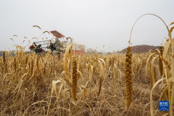 金叵罗“长”出小米酥