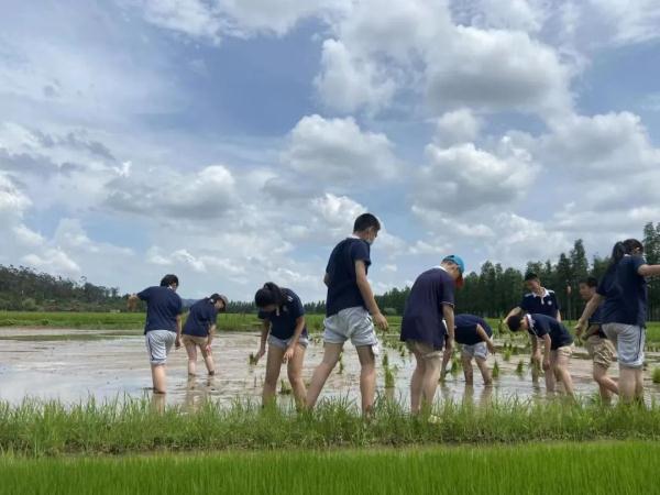 楼顶种水稻？珠海这所学校创意火了