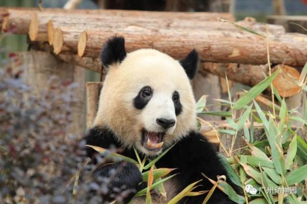 一叫“靓仔”就兴奋！“老广”大熊猫火出圈！