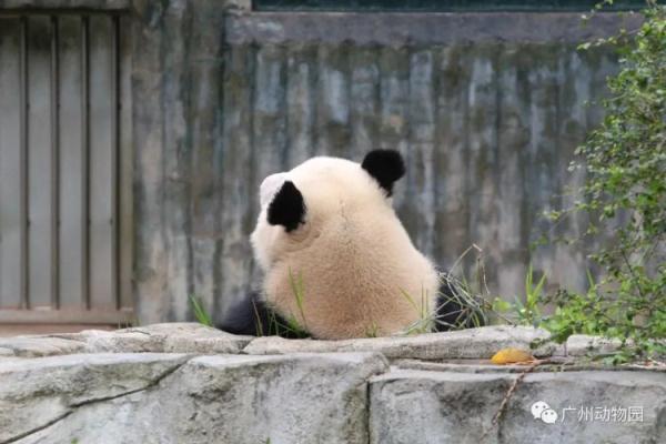 一叫“靓仔”就兴奋！“老广”大熊猫火出圈！
