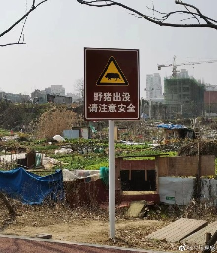 小心!华中科技大学野猪出没