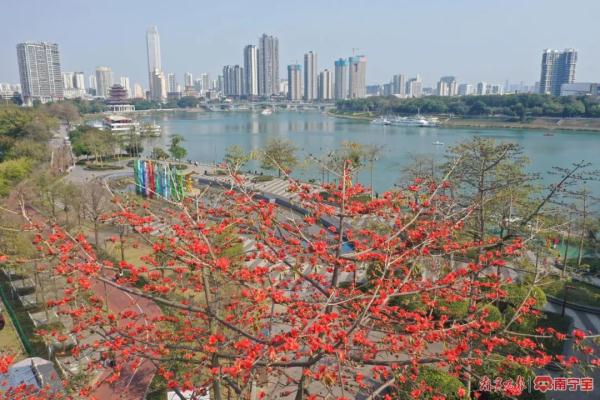 三月邕城，木棉花开春意浓！除了观赏，它还有这些作用→