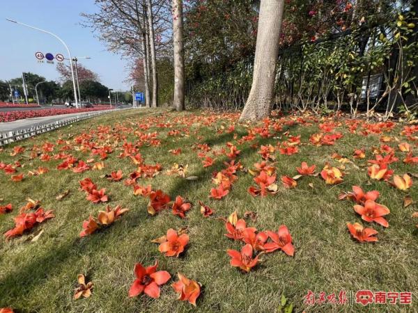 三月邕城，木棉花开春意浓！除了观赏，它还有这些作用→