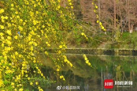 美不胜收！这不是画是成都的春天