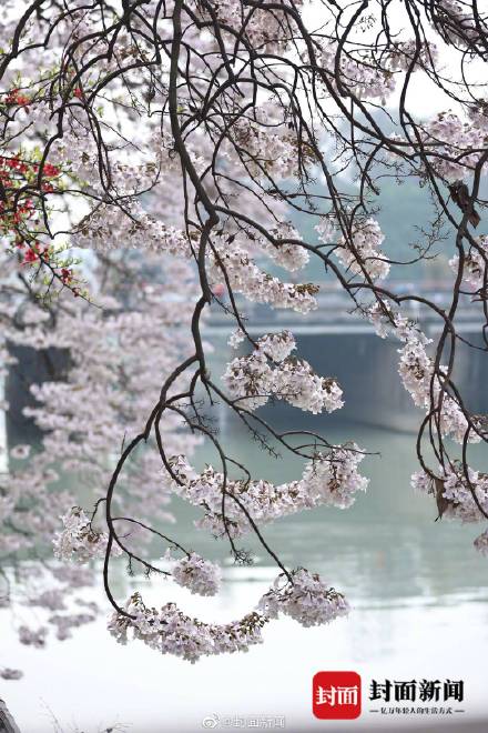 美不胜收！这不是画是成都的春天