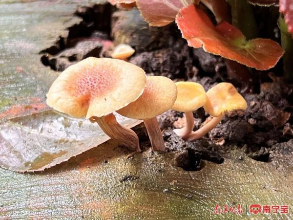 警惕!春季这些发霉变质食物易引起中毒 警惕!春季这些发霉变质食物易引起中毒