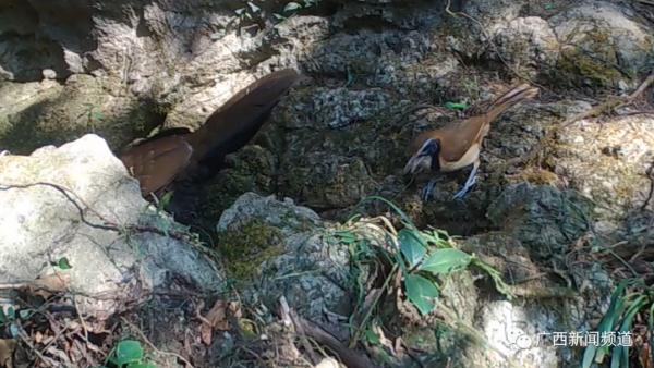 拍到了！多种“奇珍异兽”现身广西木论国家级自然保护区