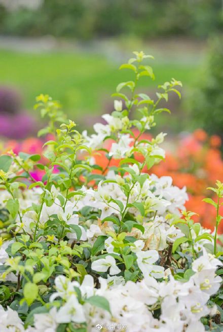 收藏！三亚花海打卡地