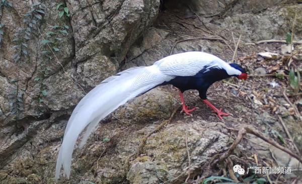 拍到了！多种“奇珍异兽”现身广西木论国家级自然保护区