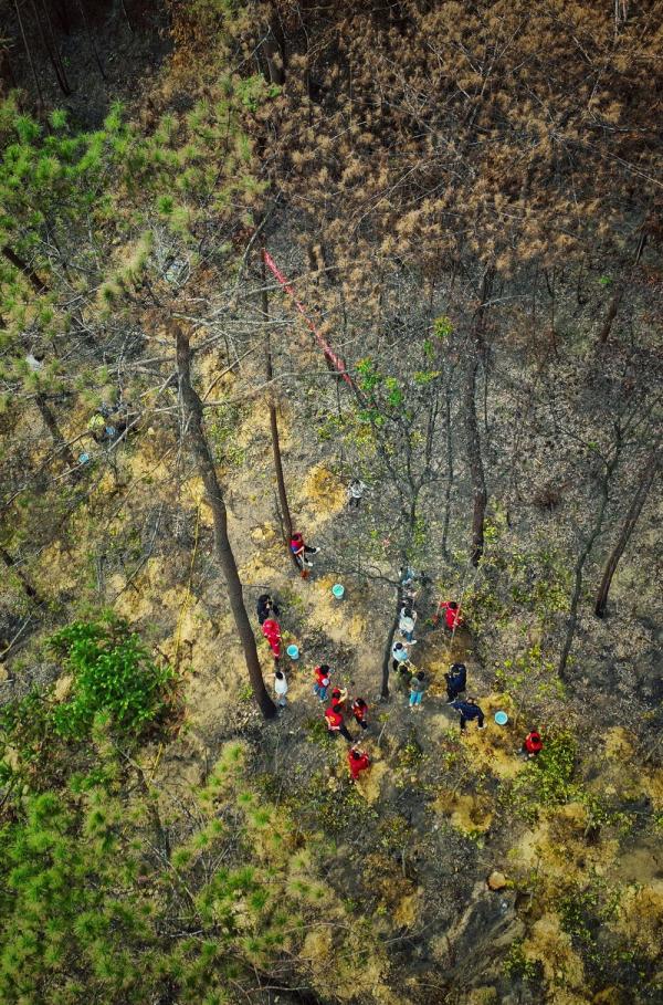 缙云山火扑救志愿者又上山了，这次是植树补苗