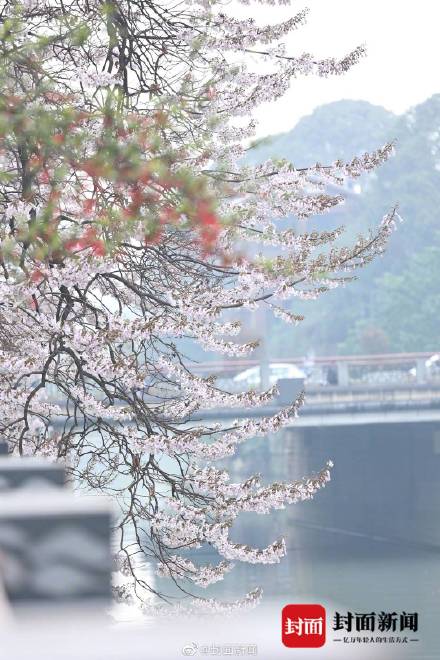 美不胜收！这不是画是成都的春天