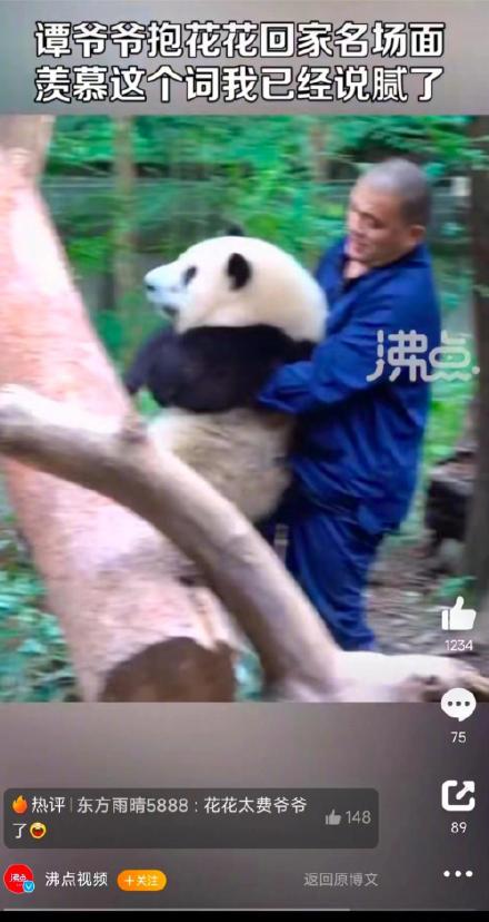 熊猫花花饲养员谭爷爷出圈:一句“果赖”,全“猫”出动 熊猫花花饲养员谭爷爷出圈:一句“果赖”,全“猫”出动