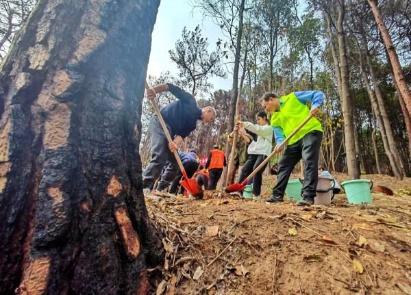 缙云山火扑救志愿者又上山了，这次是植树补苗