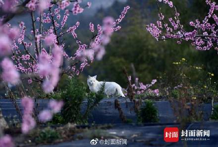 美不胜收！这不是画是成都的春天