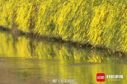 美不胜收！这不是画是成都的春天