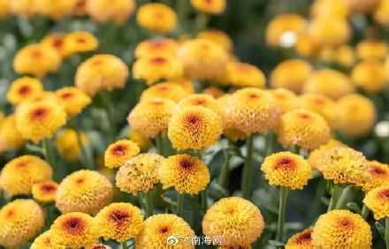 收藏！三亚花海打卡地