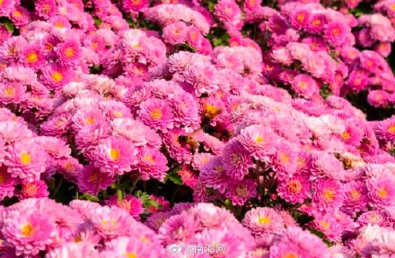 收藏！三亚花海打卡地