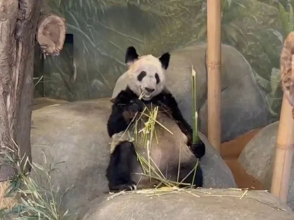 美国将公示“丫丫”“乐乐”回国证明！网友为全世界大熊猫操碎了心