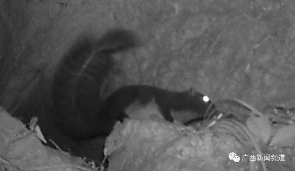 拍到了！多种“奇珍异兽”现身广西木论国家级自然保护区
